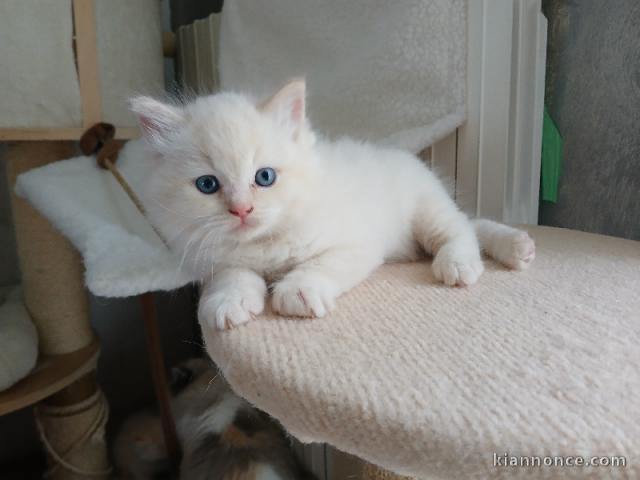je donne chaton ragdoll femelle 