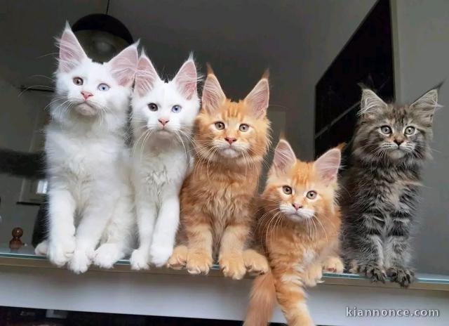 adorable chaton Maine coon disponible 