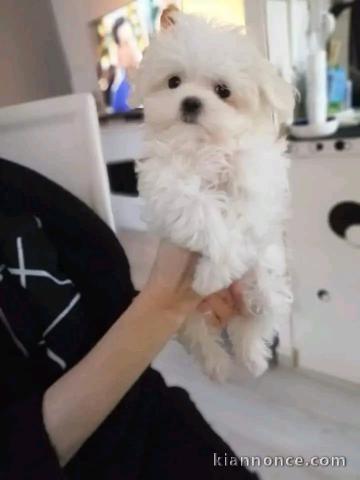 chiot type bichon frisé pour compagnie 