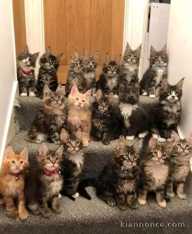 à adopter chaton maine coon adorable 
