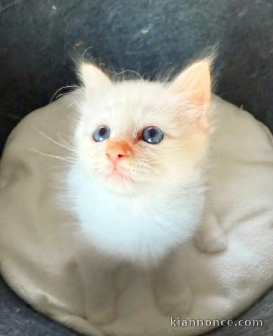 je donne chaton sacré birmanie mâle 