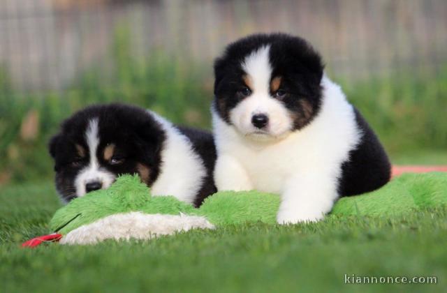 chiot berger australien pour compagnie 