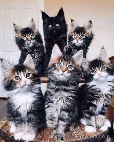 à adopter chaton maine coon disponible 