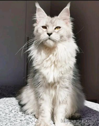 adorable chaton Maine coon femelle 