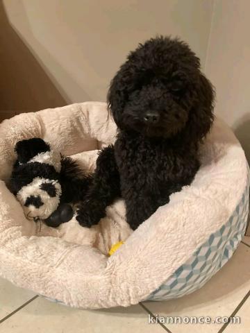 chiot type cockapoo pour adoption 