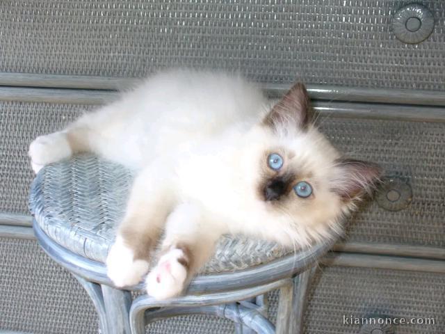 chaton sacré Birmanie à donner 