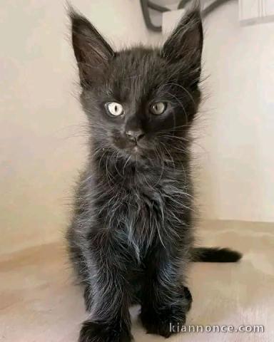 magnifique chaton maine coon mâle a donner 