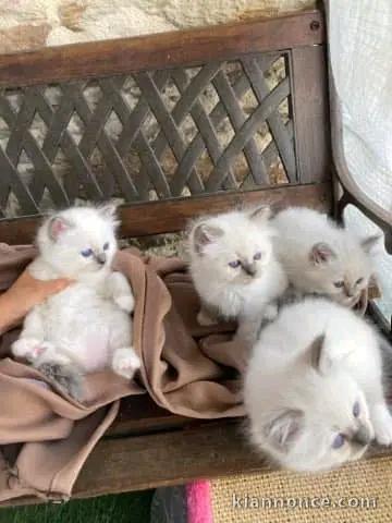 Dons bébé chaton sacré Birmanie 