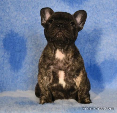 je donne chiot bouledogue français 