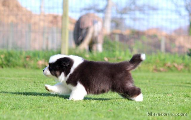 chiot berger australien disponible 