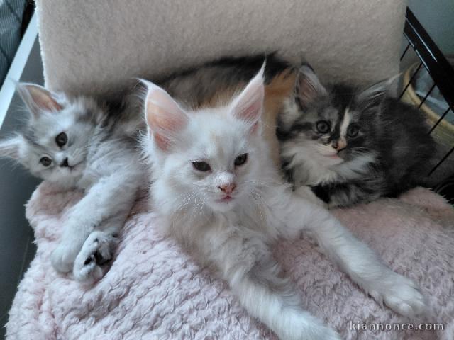 bébé chaton maine coon 