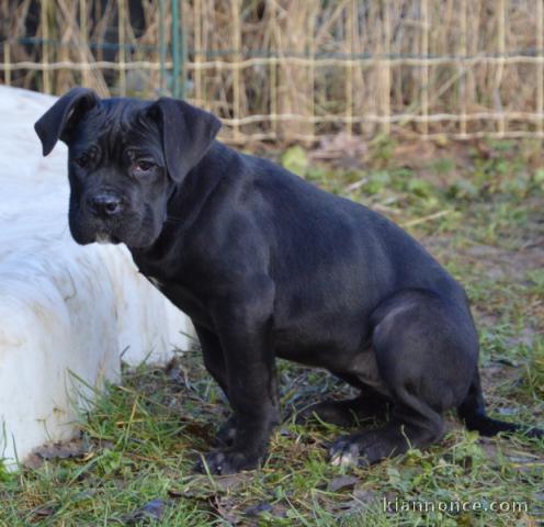 chiot cane Corso disponible 