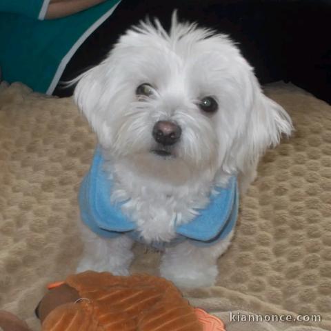 chiot bichon frisé mâle a été vérifiée 