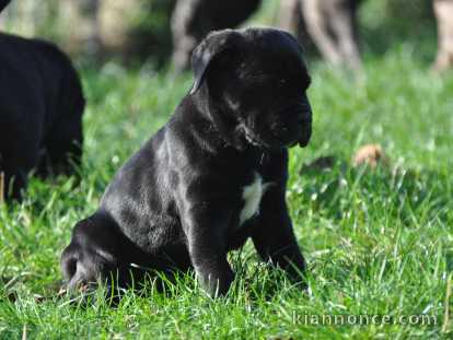 magnifique chiot femelle Cane Corso noire