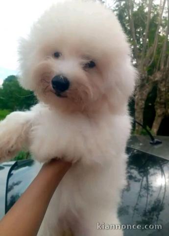 chiot type bichon maltais à donner 