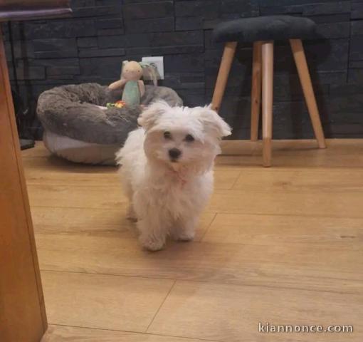 je donne chiot bichon frisé 