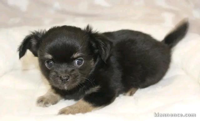 chiot chihuahua femelle a donner 