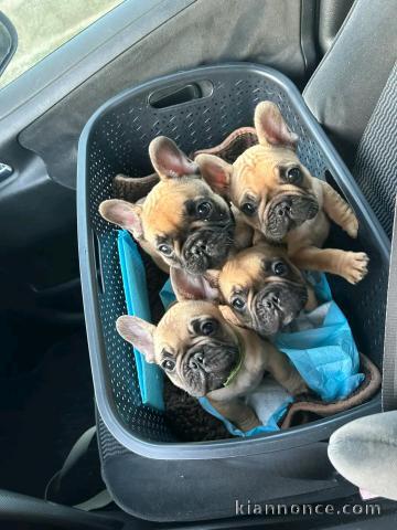 adoption chiot bouledogue français 