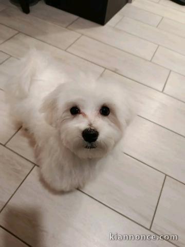 magnifique chiot bichon maltais disponible 