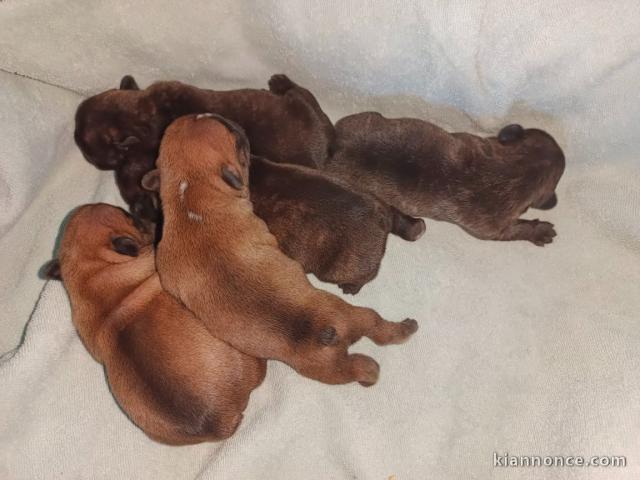 Dons bébé chiot type Bouledogue Français disponible 