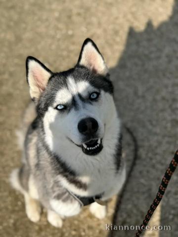 chiot husky sibérien à donner 