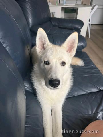 magnifique chiot husky sibérien lof 