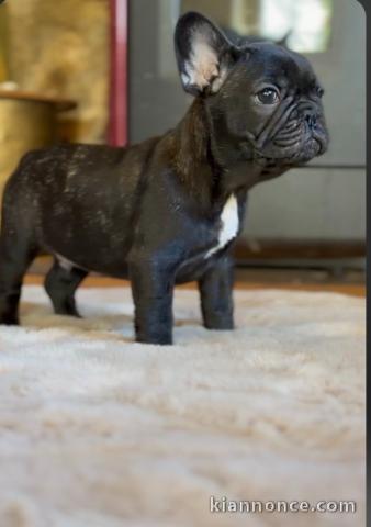 chiot type bouledogue français magnifique 