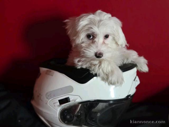 je vends chiots bichon maltais 