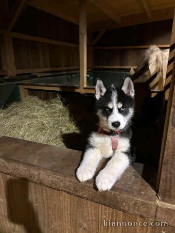 je donne chiot sibérien husky mâle 