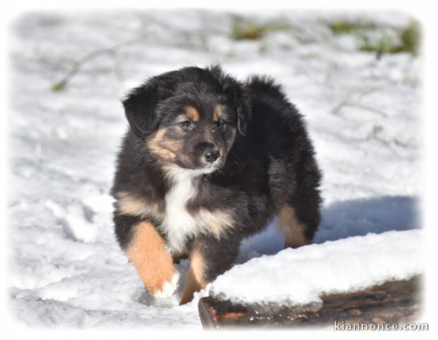 je donne chiot berger australien disponible 
