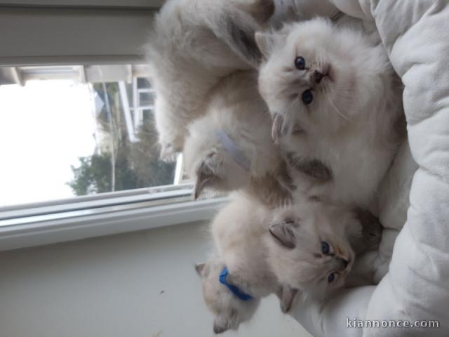 je donne chaton ragdoll 