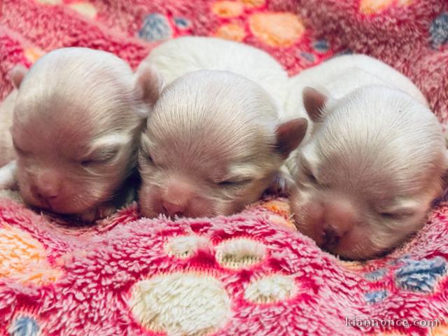 adoption chiot bichon maltais disponible 