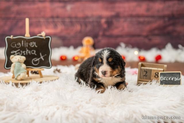 chiot bouvier bernois a donner 
