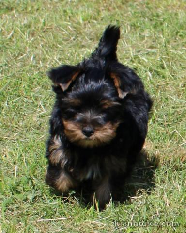 chiot Yorkshire femelle à donner 