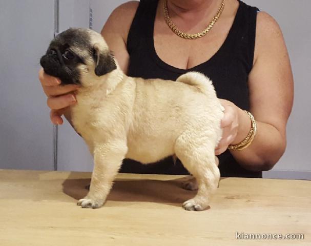 A Donner Chiot type carlin mâle 