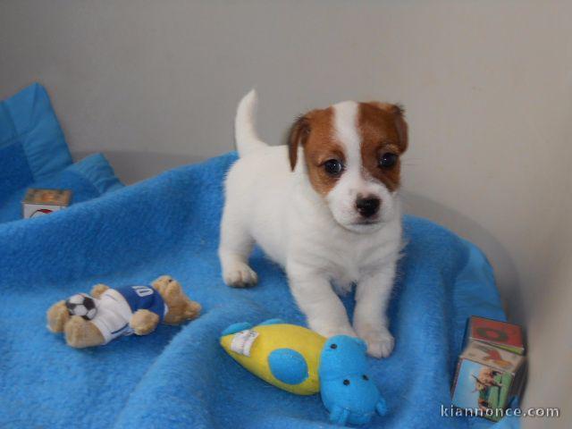 Male chiot Jack Russell à donner