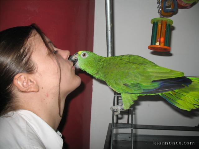 perroquet a front bleu élevé main à donner