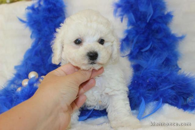 A donner femelle Bébé type bichon frisé