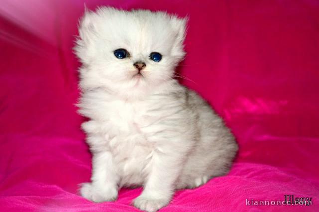 Je donne chaton Persan Chinchilla femelle