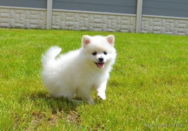 Magnifique Chiot Spitz BLANC à donner