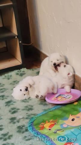 Bébé chiot spitz japonais disponible 