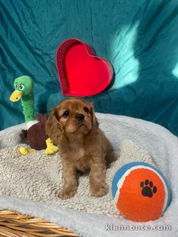 je donne chiot cavalier king charle disponible 