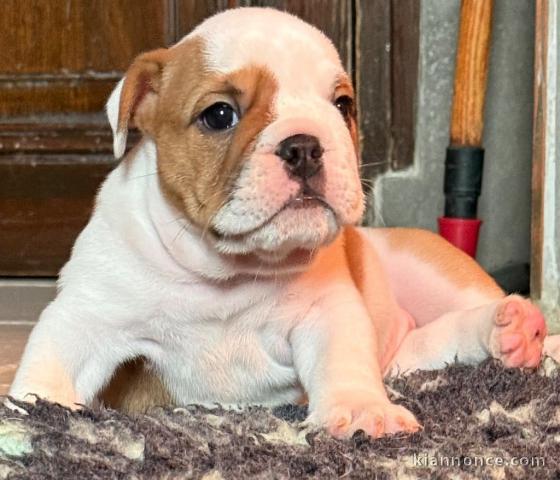 chiot bulldog anglais mâle a donner 