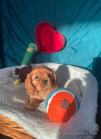 je donne chiot cavalier king charle disponible 