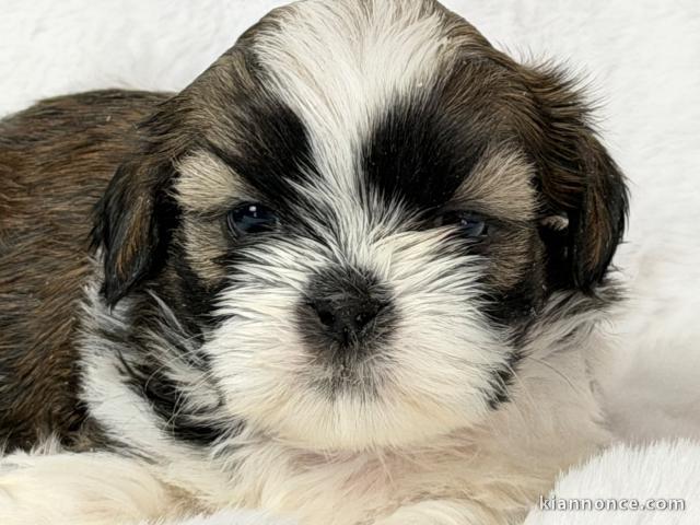 je donne chiot Shih Tzu lof 