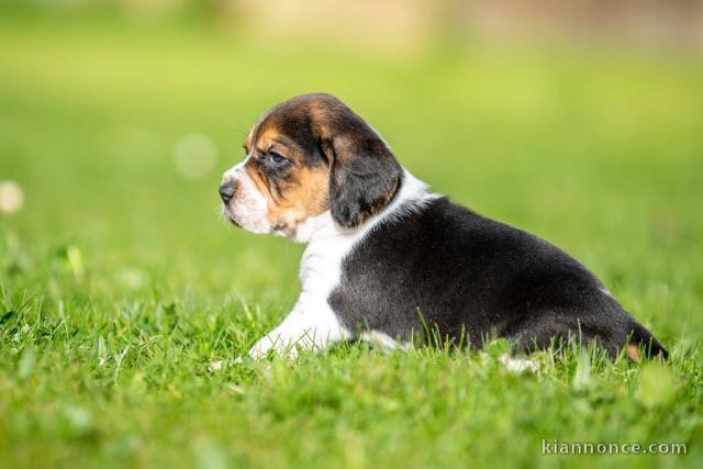 chiot beagle disponible pour adoption 