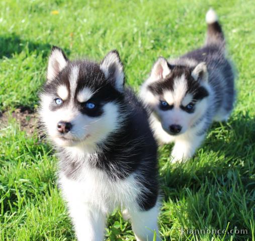 je donne deux chiots husky sibérien 
