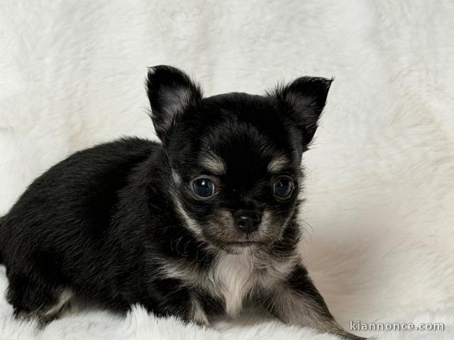 adorable chiot chihuahua mâle a donner 