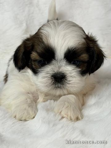 bébé chiot Shih Tzu a donner 