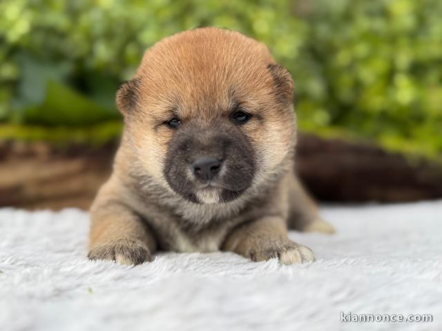 magnifique chiot Shiba inu a donner contre bon soin 